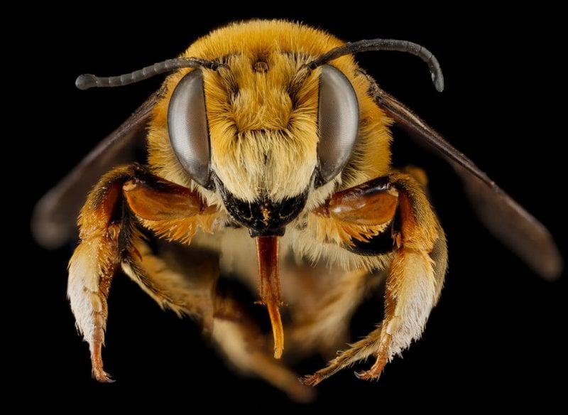 tiger bee face