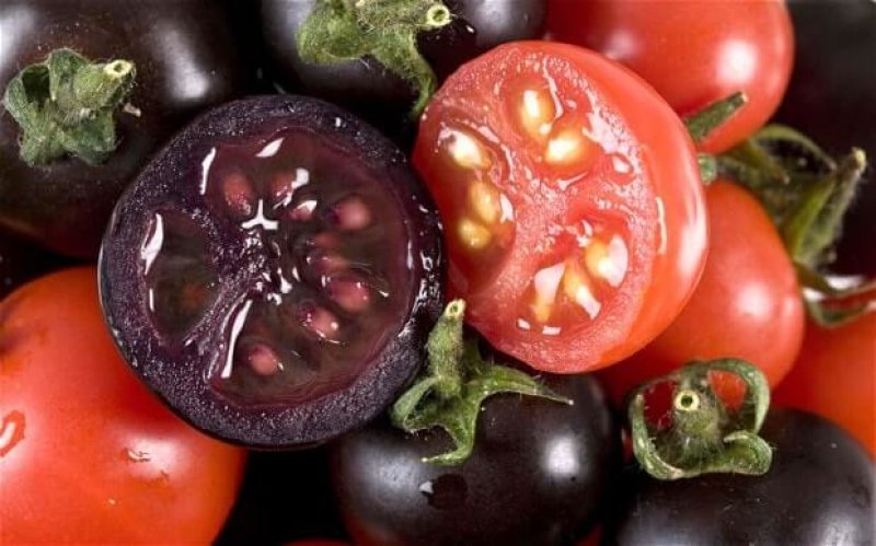 Cathie Martin's GMO tomato. Credit: Cathie Martin/John Innes Centre