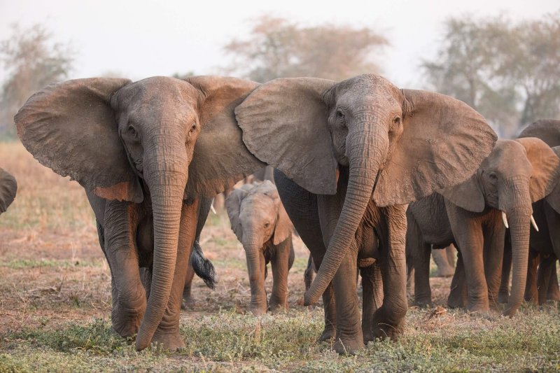 Tuskless elephants. Credit: Elephant Voices
