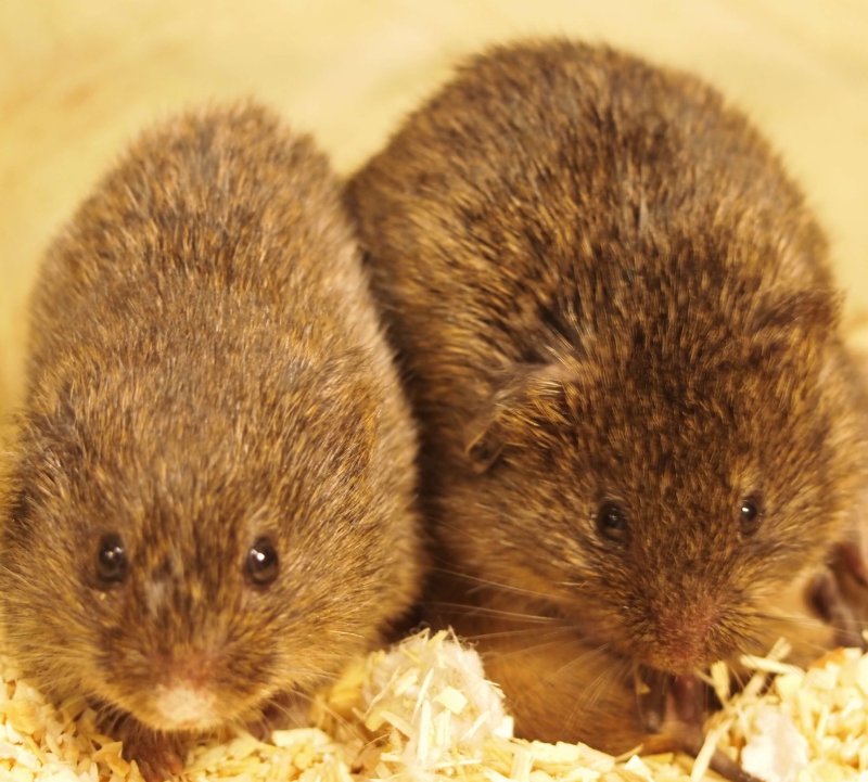 two voles
