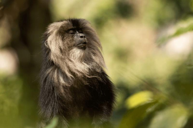 Humans, apes and monkeys: Parts of primate DNA are stable after 65 million years of evolution
