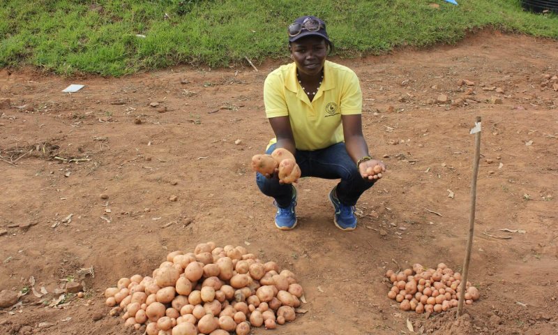 A researcher holds potatoes from a late-blight-resistant variety (larger) and conventional variety (smaller) from a Ugandan field trial. Credit: International Potato Center