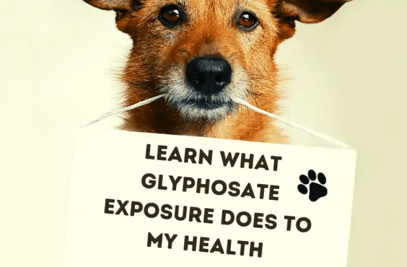 Glyphosate causes dangerous convulsions in animals—and maybe humans? Wild headlines again advance ideological agenda over evidence