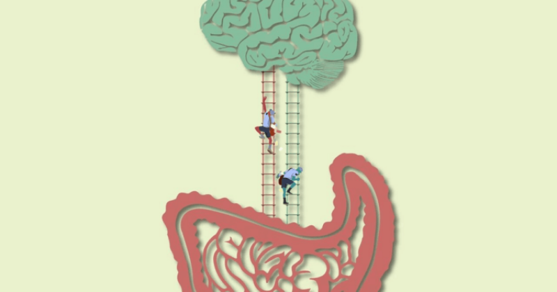 the gut-brain connection