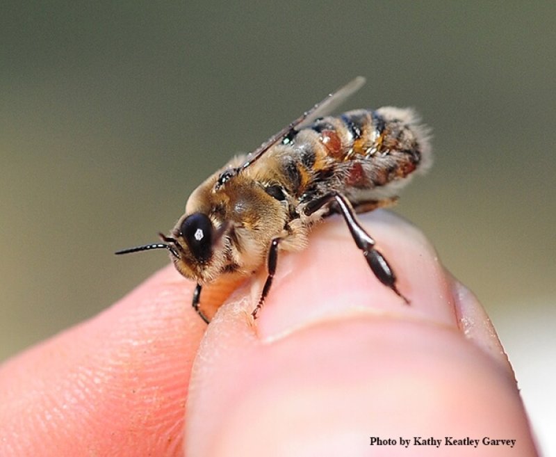 Varroa mite on a bee. Credit: Kathy Keatley Garvey