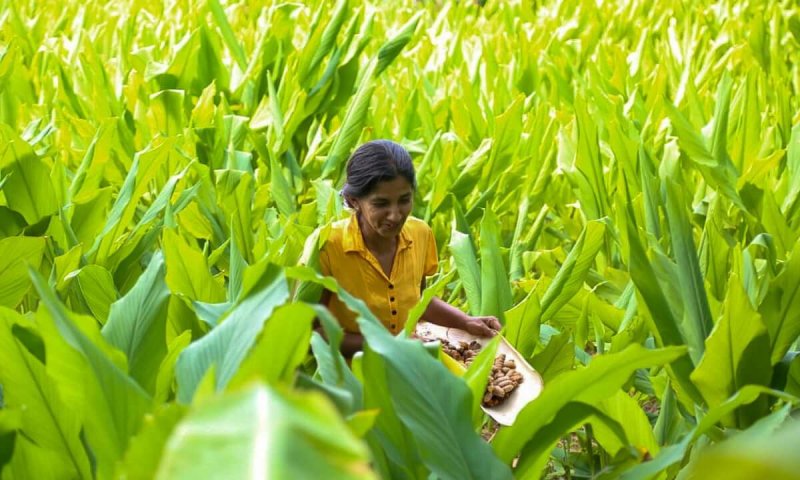 Gonagala Turmeric farmer Dayarathne Bandara. Credit: SAPP