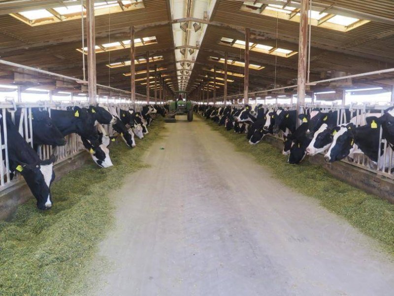 Almarai's large scale Al Badiah dairy farm. Credit: Patrick Donohoe