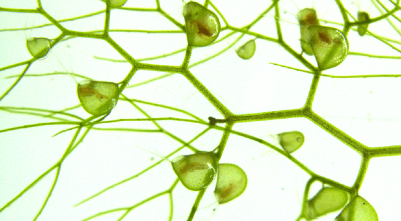 utricularia inflata john innes centre x