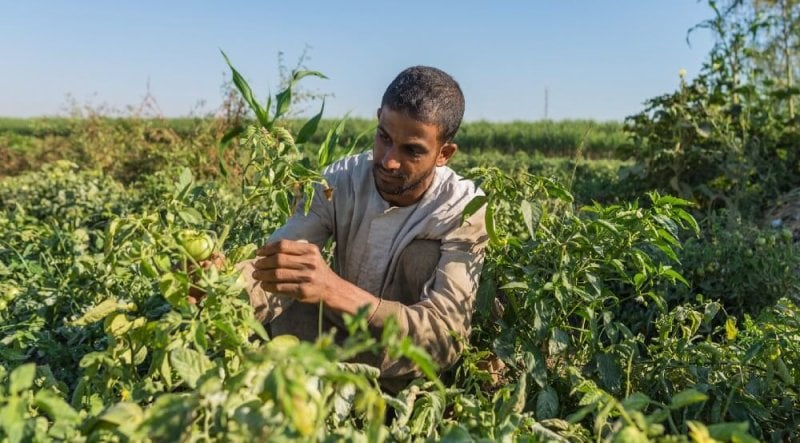 An Egyptian farmer inspects his tomato crop. Image credit: Mohamed Abdel Wahab for USAID