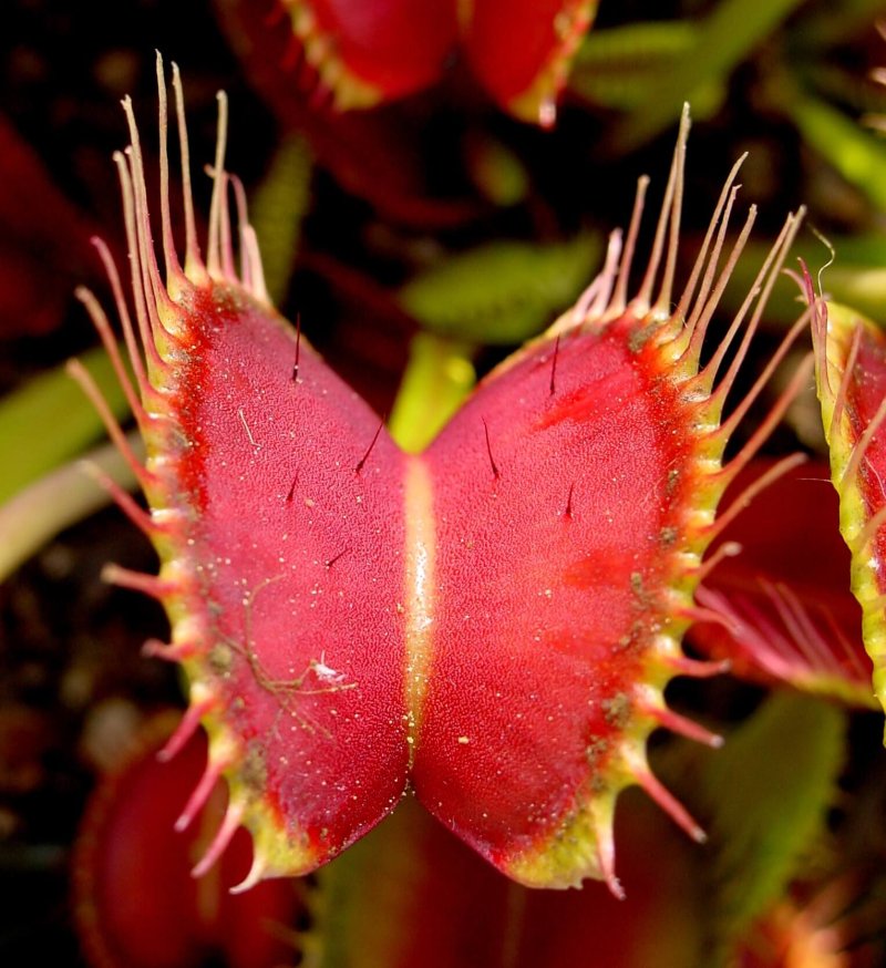 venus flytrap showing trigger hairs