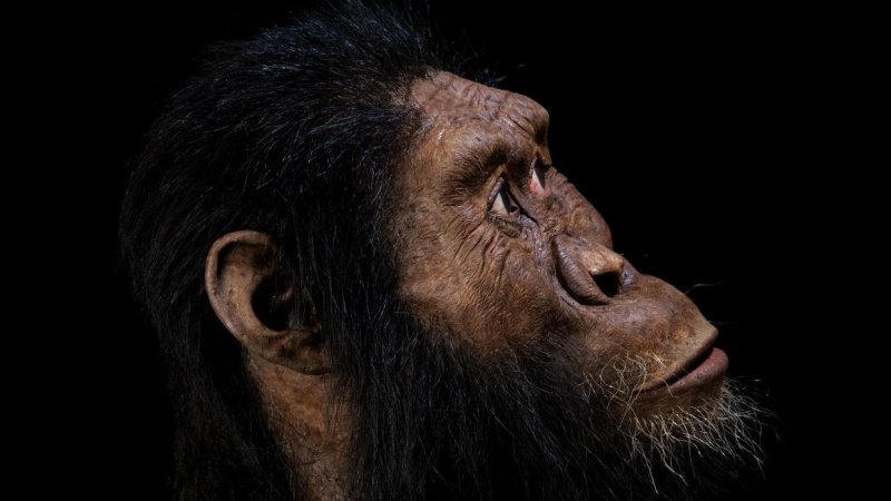 w p x australopitheque