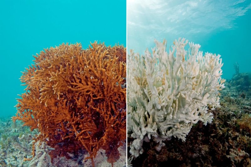 Staghorn coral. Credit: Rosa Li