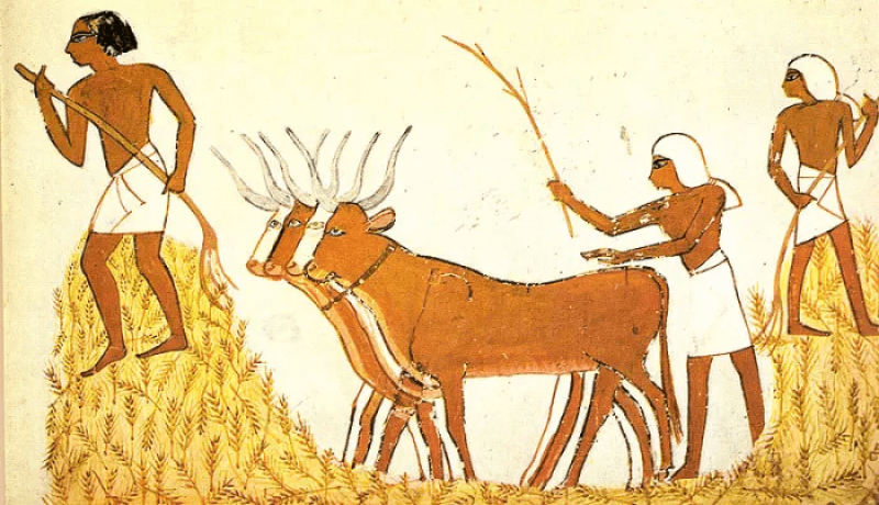 was-agriculture-humanitys-biggest-ever-mistake