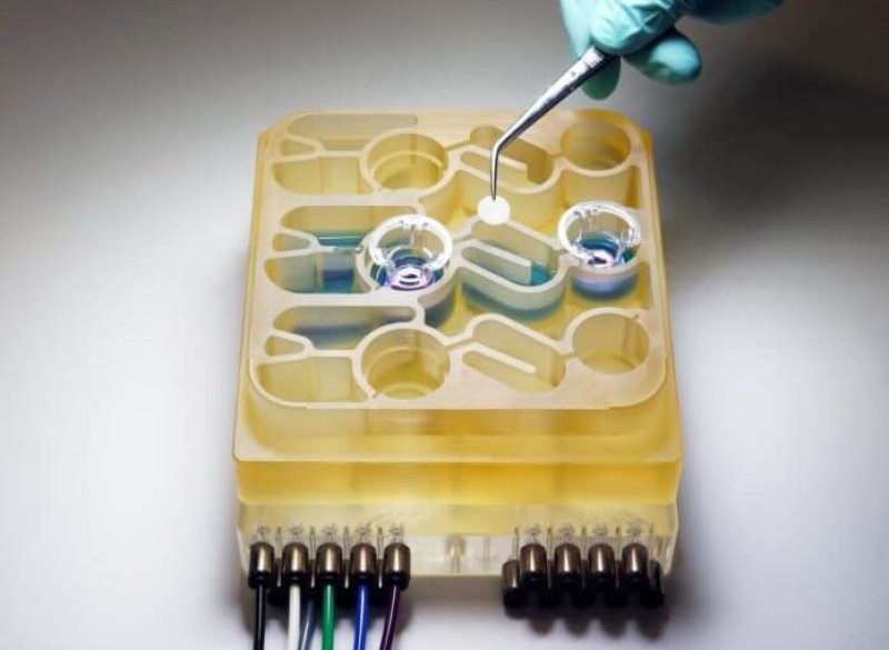 MIT researchers have developed an "organs-on-a-chip" system that replicates interactions between the brain, liver, and colon. Credit: Martin Trapecar/MIT