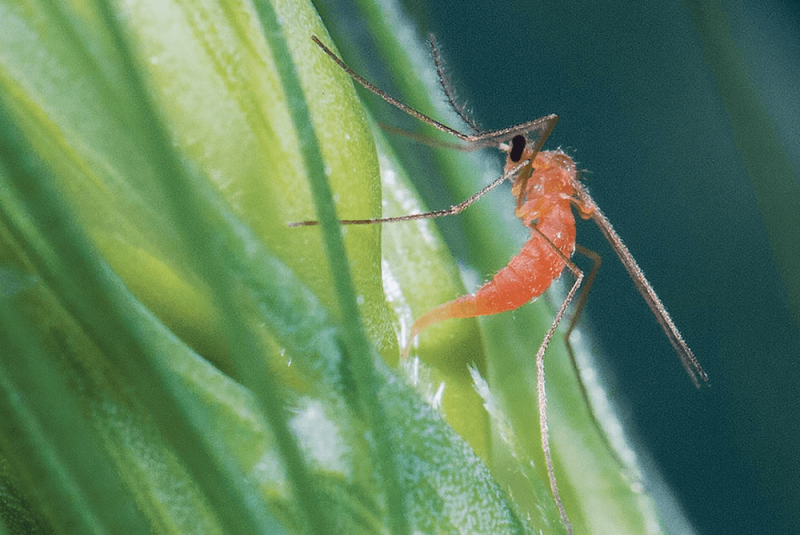 Production of volatile organic compounds that repel female wheat midge could be a valuable trait to breed into wheat varieties.  Credit: Shelley Barkley