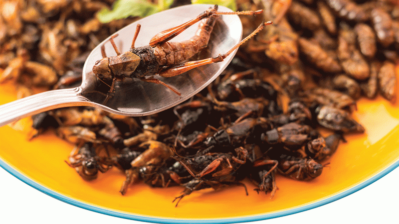 wellness eating bugs