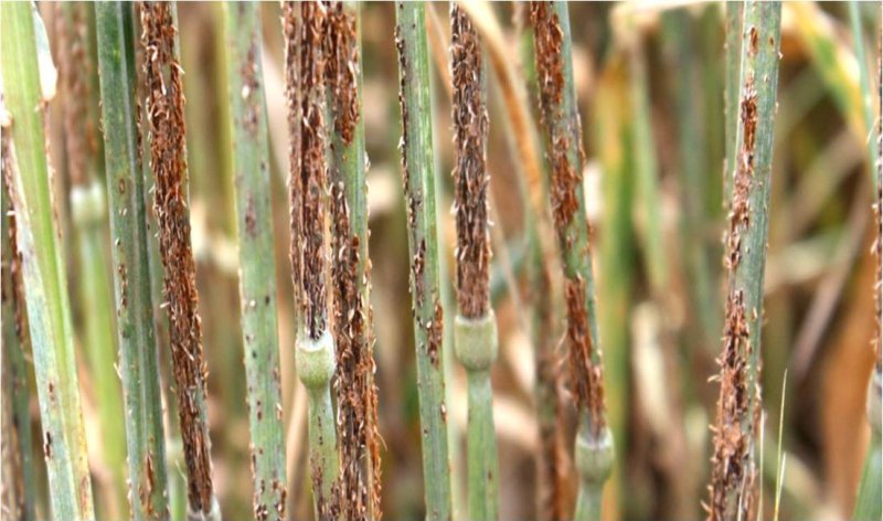 wheat rust disease