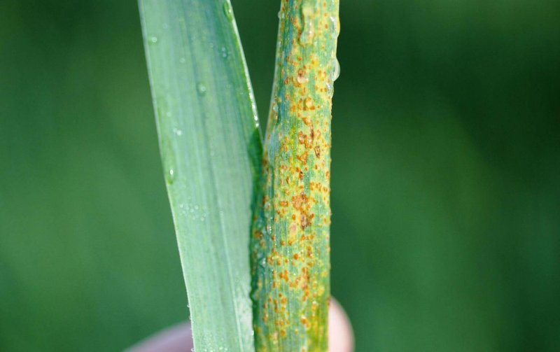Credit: Donald Groth/Louisiana State University AgCenter