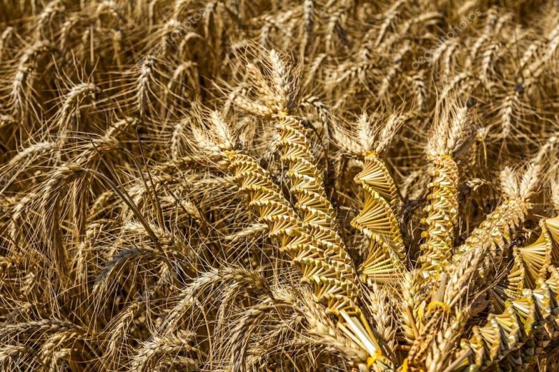 wheat weaving twisted grain like