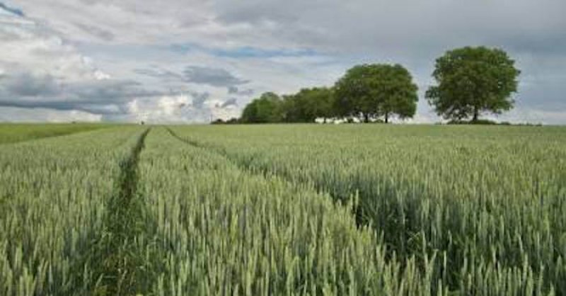 wheat field crop agriculture trees x