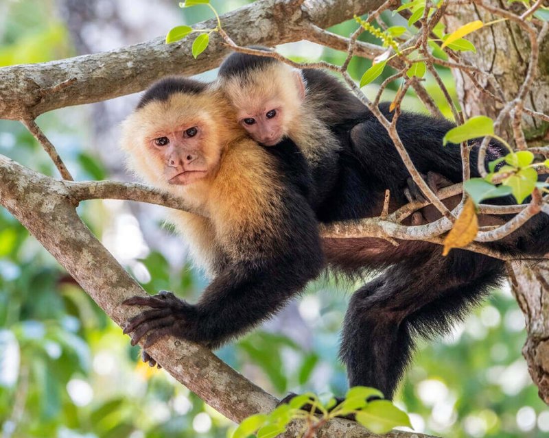 white headed capuchin istock resize