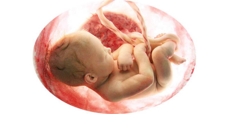 womb transplant