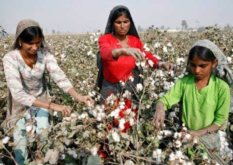 women cotton pickers find power in uniting over wages
