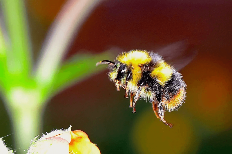 www honeybeesuite