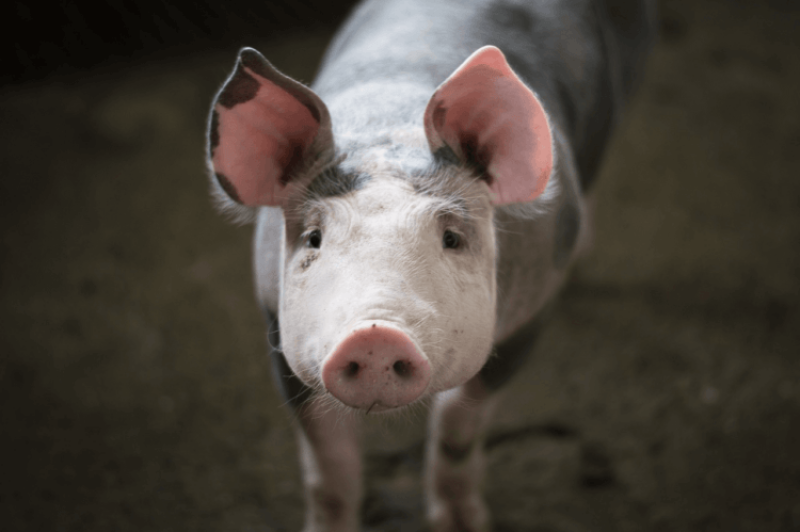 First person to receive genetically-modified pig heart transplant died two months later. What have we learned from this experiment?