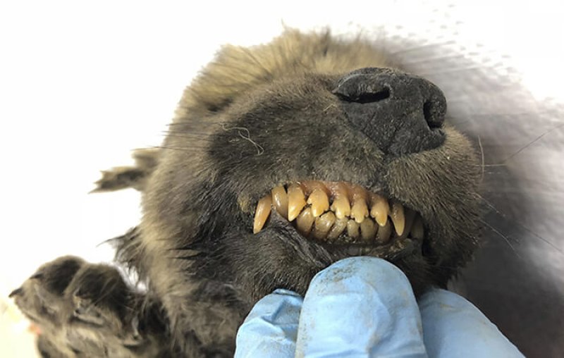 year old puppy permafrost could be oldest dog in the world dde a cc