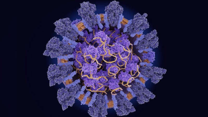 The novel coronavirus uses its spike protein (dark blue) to infiltrate host cells, whose machinery it uses to replicate its RNA (yellow). Credit: Selvanegra/iStock