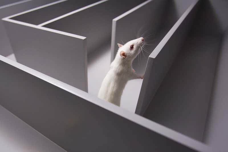 z rat in maze x
