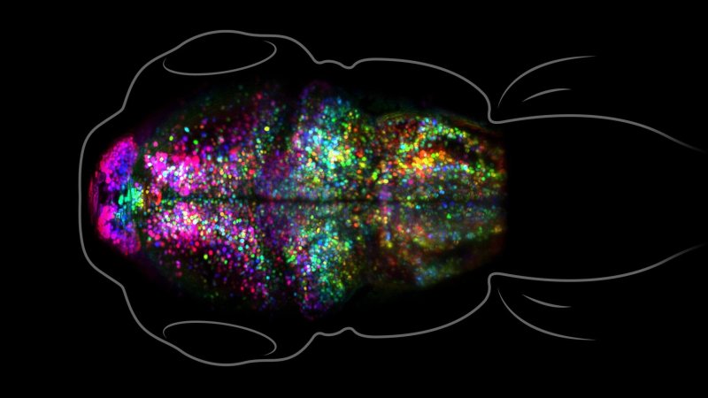 How does memory form? See what a fearful recollection looks like in the  brain of a zebrafish - Genetic Literacy Project