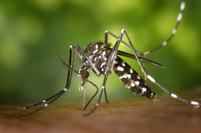zika virus aedes mosquito