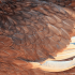 feather chicken close up red chick close plumage plume texture sun