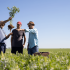 wide open agriculture maz ben stuart lupin field close up three people holding up and looking at plant in field scaled