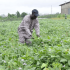 ae researcher inspecting cowpea plants