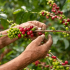 close up arabica coffee farmer s hands picking beans plant his farm colombia